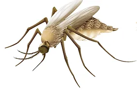 ADULT MOSQUITO