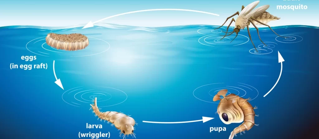 mosquito-biology-life-cycle-and-habitats