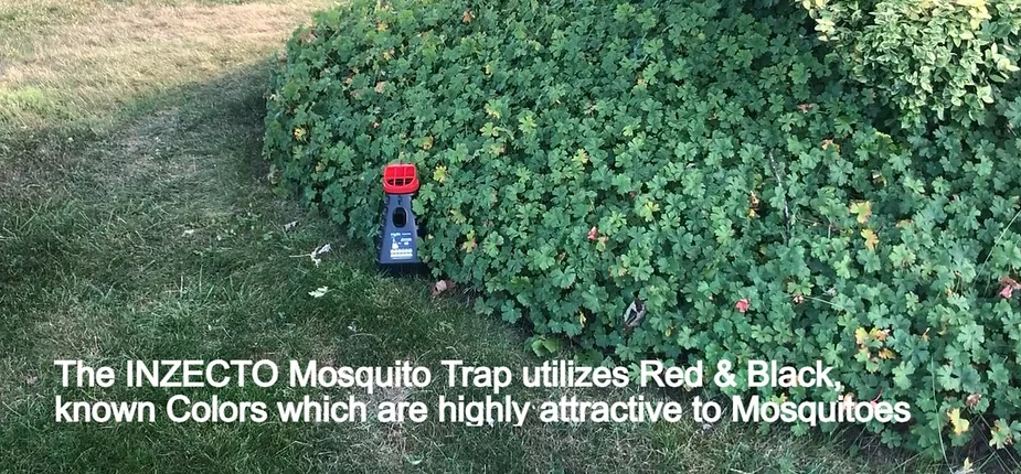 Sweat Odor and Color Helps Mosquitoes