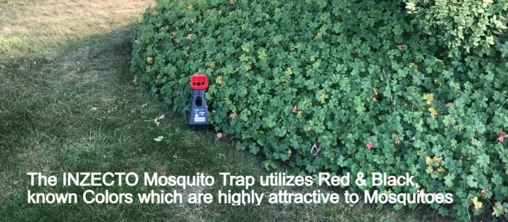Did You Know Sweat, Odor and Color Helps Mosquitoes Choose their Next Victim?