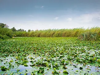 Mosquito Breeding Environments