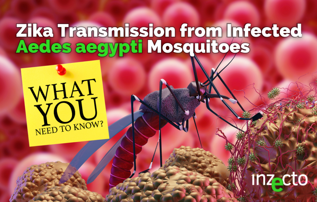 Zika Transmission from infected Aedes aegypti mosquitoes – What you need to know