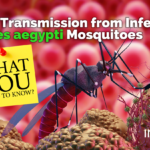 Zika Transmission from infected Aedes aegypti mosquitoes – What you need to know
