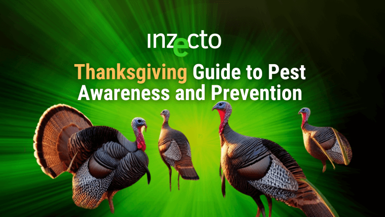 INZECTO Newsletter: Thanksgiving Edition