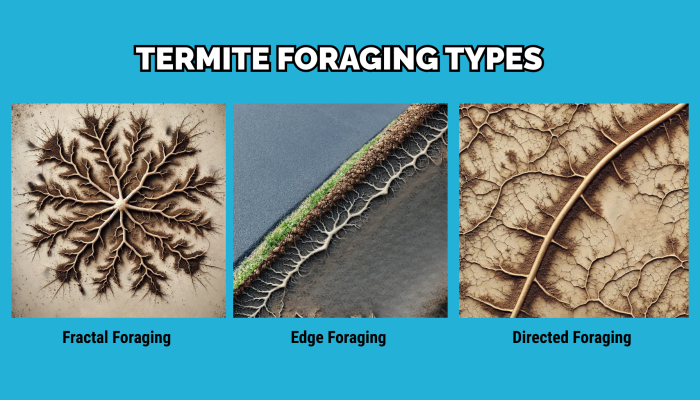 What is Fractal Foraging